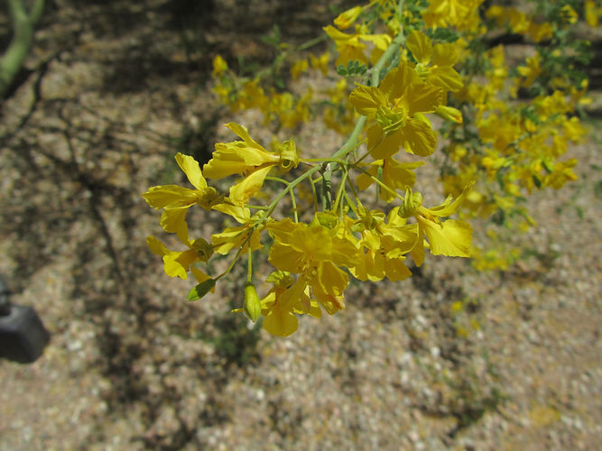 IMG_2203 (Populus tremuloides).jpg