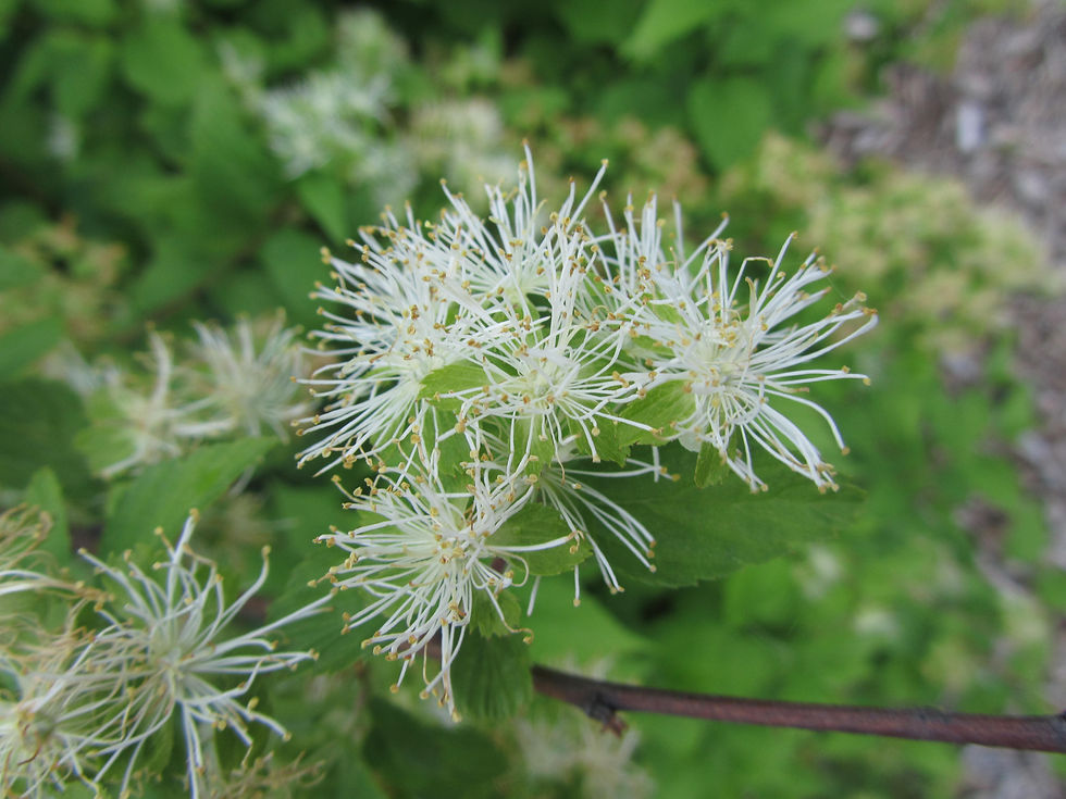 Neviusia alabamensis