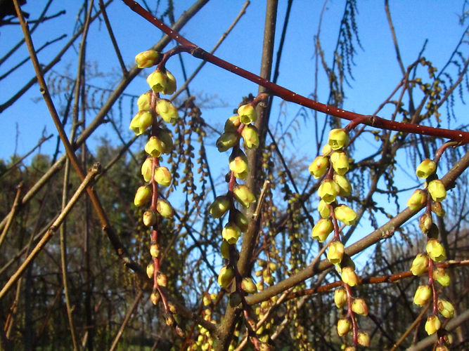 IMG_2203 (Populus tremuloides).jpg