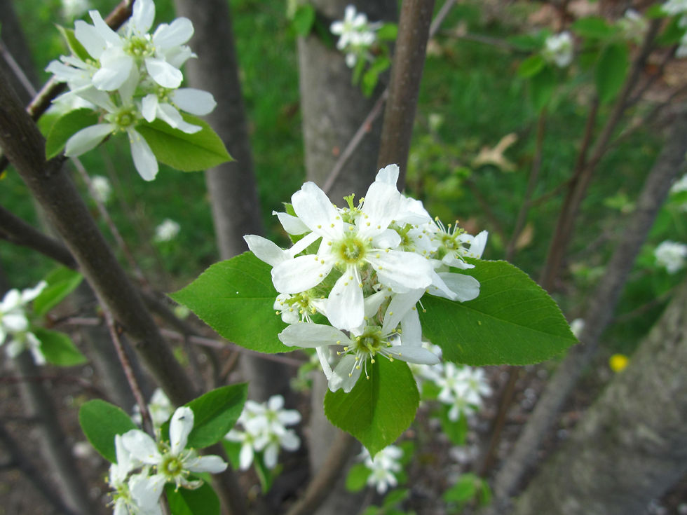 Amelanchier arborea