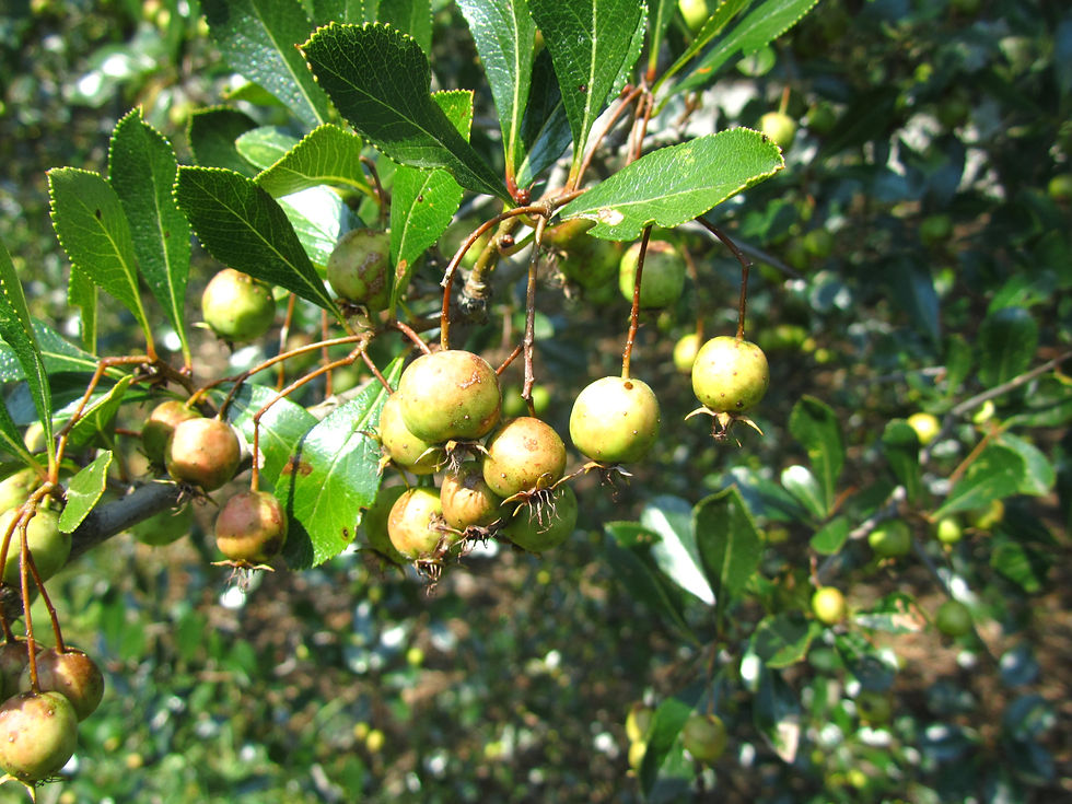 Crataegus pruinosa