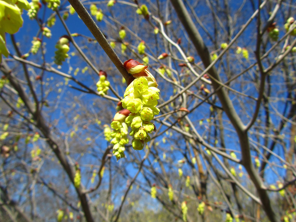 Corylopsis glandulifera