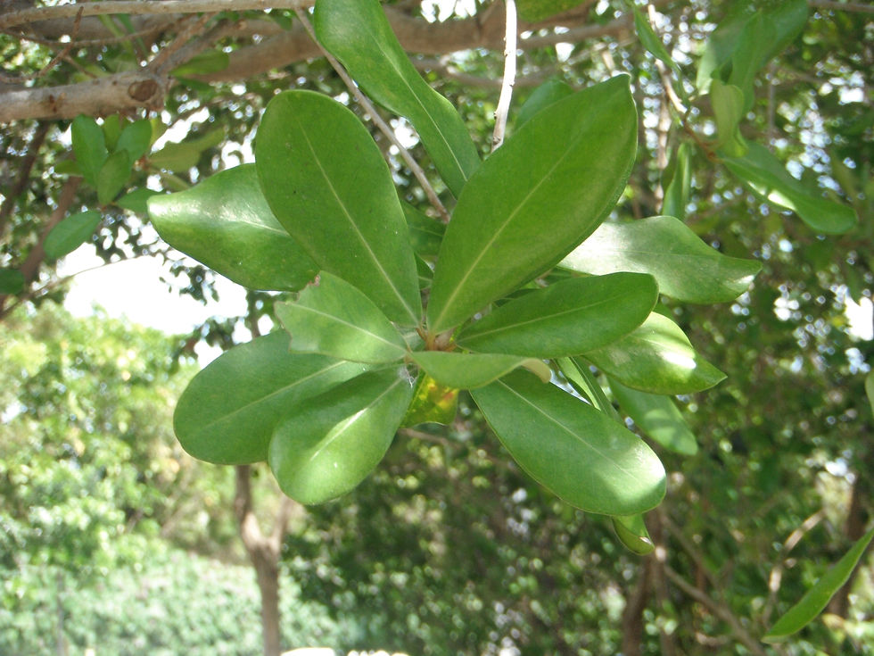 Jacquinia keyensis