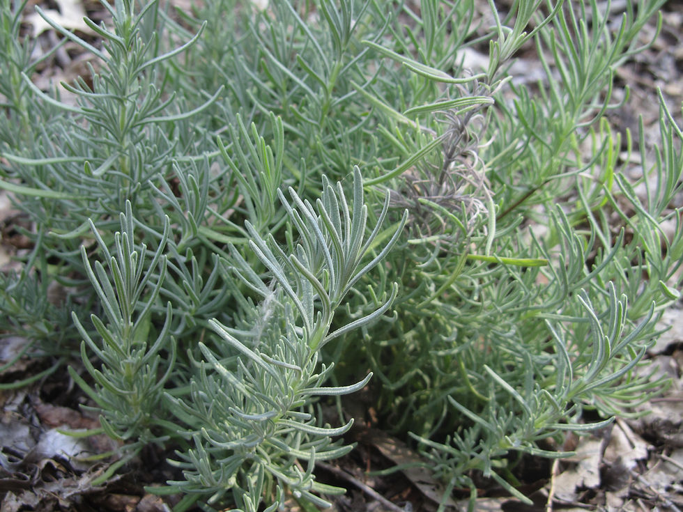 Lavandula stoechas