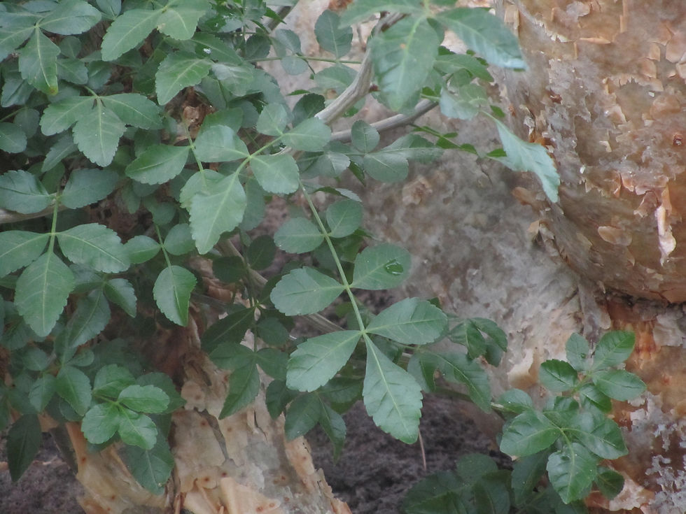 Bursera fagaroides