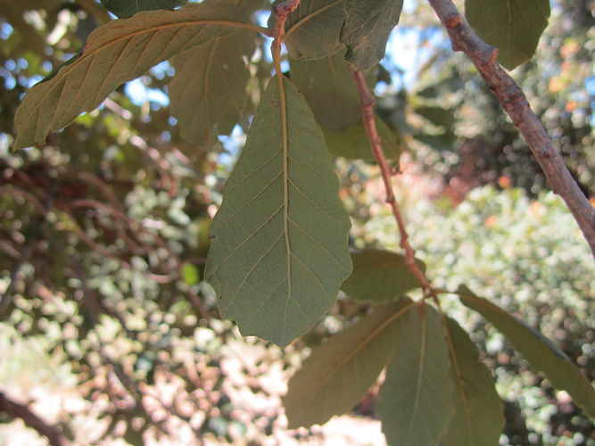 IMG_2203 (Populus tremuloides).jpg