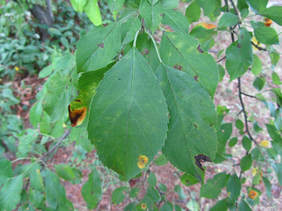 Malus prunifolia 'Xanthocarpa'
