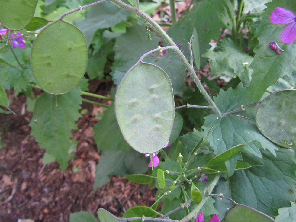 Lunaria annua