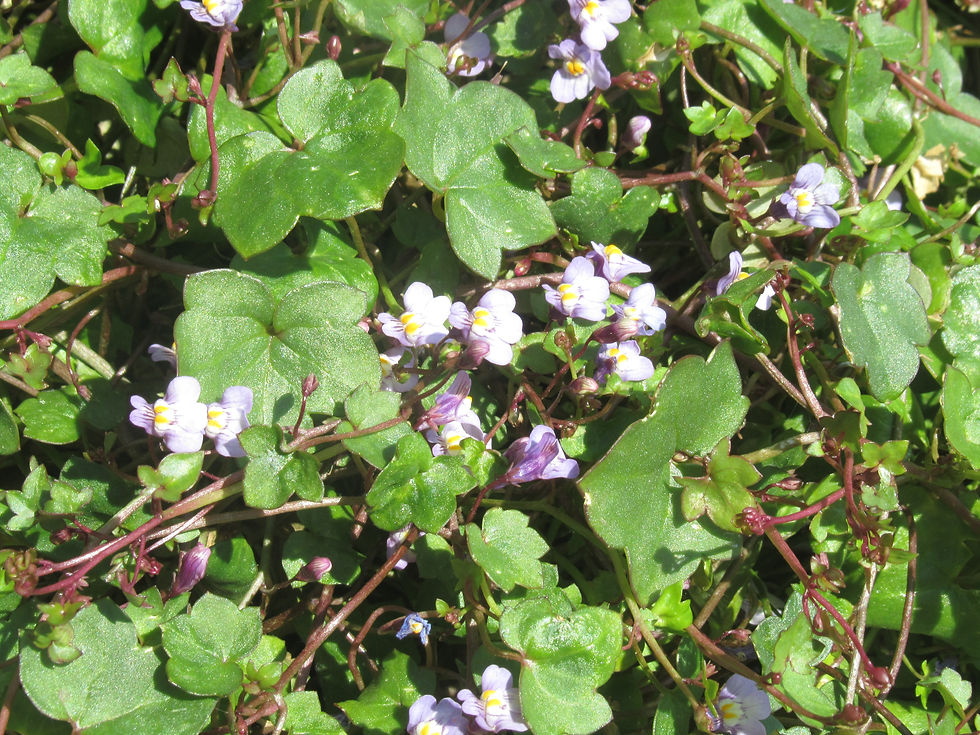 Cymbalaria muralis