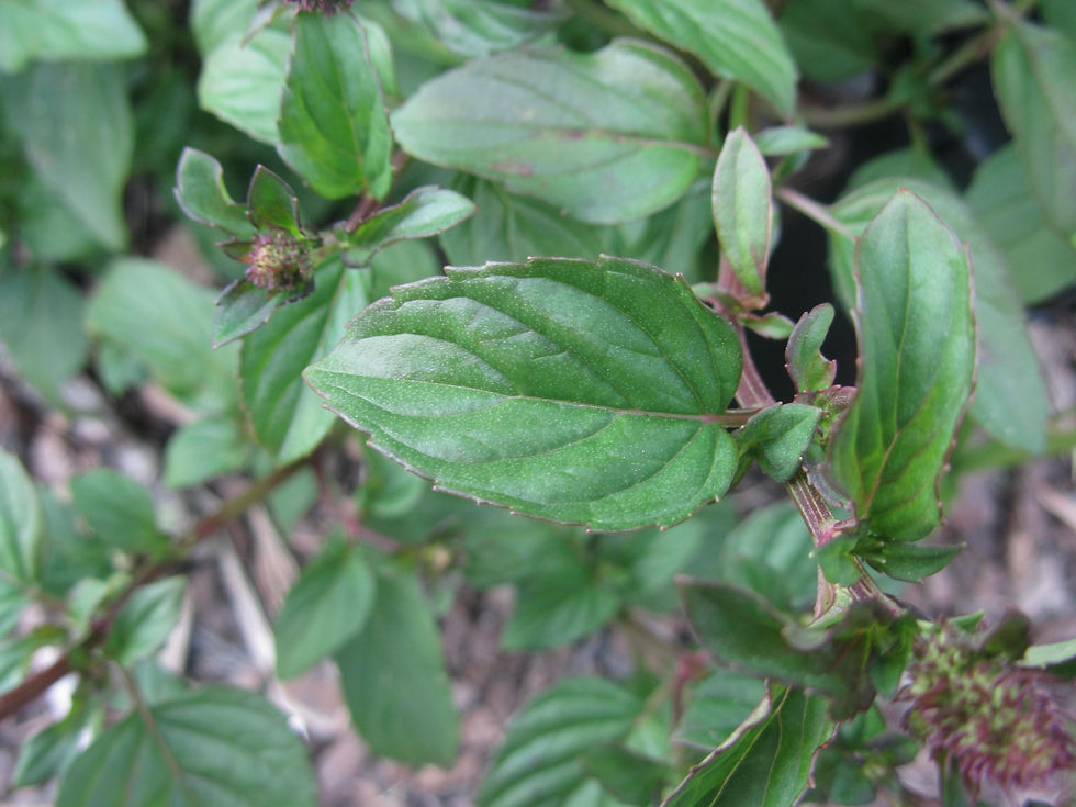 Mentha x piperita