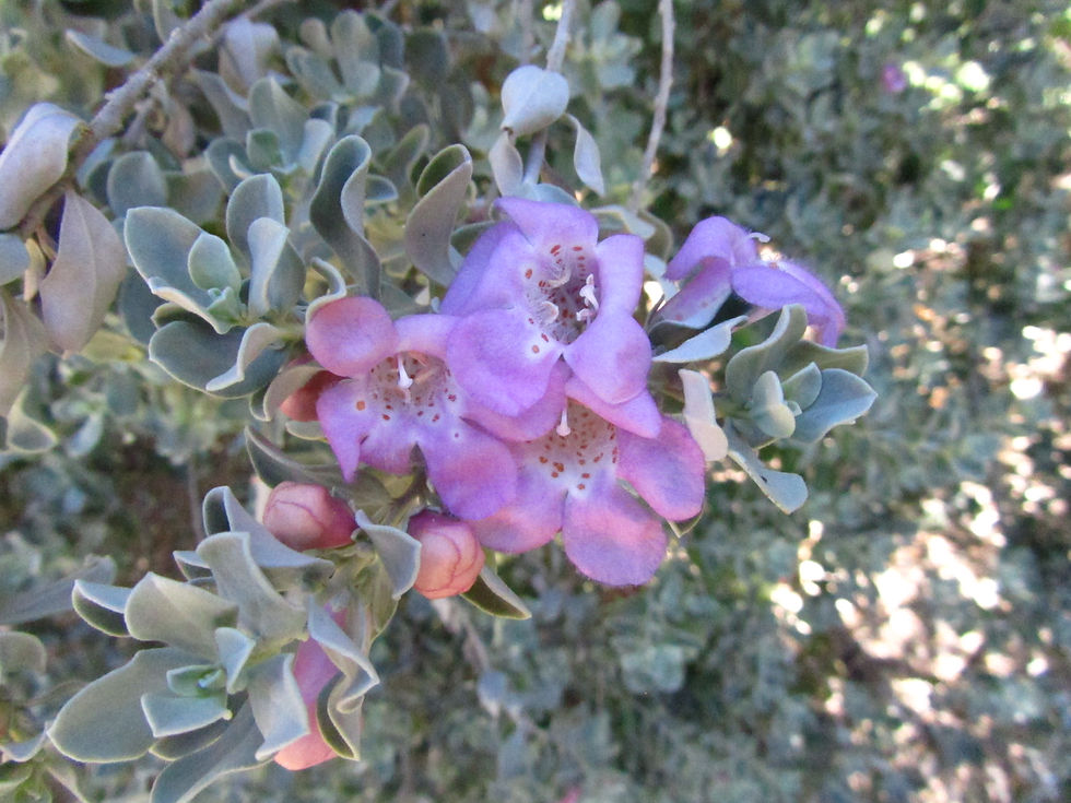 Leucophyllum frutescens