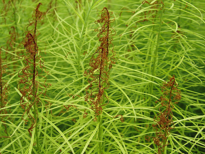 IMG_2203 (Populus tremuloides).jpg