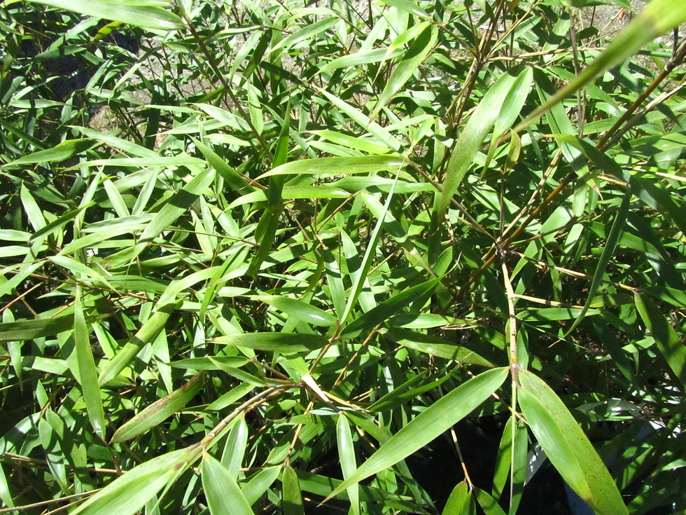 Fargesia scabrida