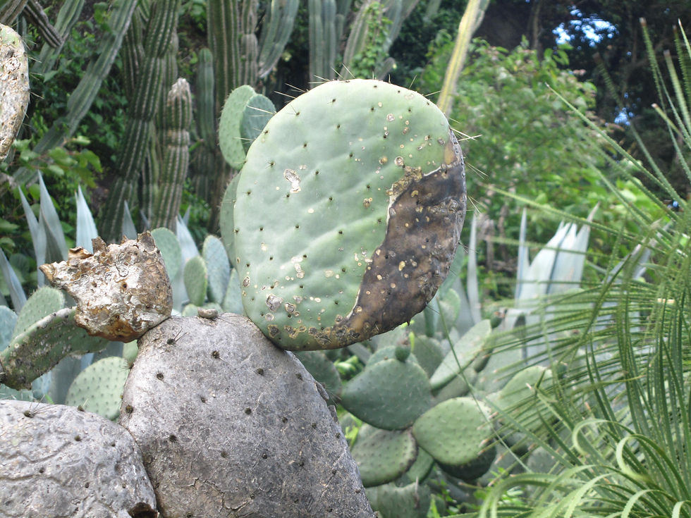 Opuntia undulata