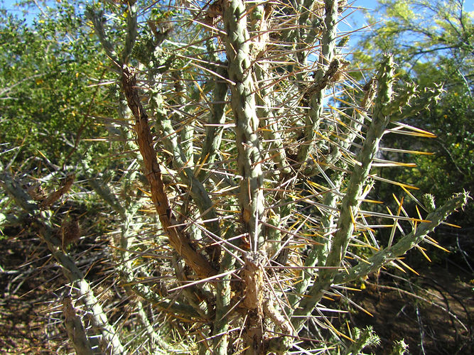IMG_2203 (Populus tremuloides).jpg