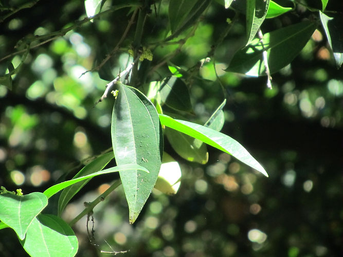 IMG_2203 (Populus tremuloides).jpg