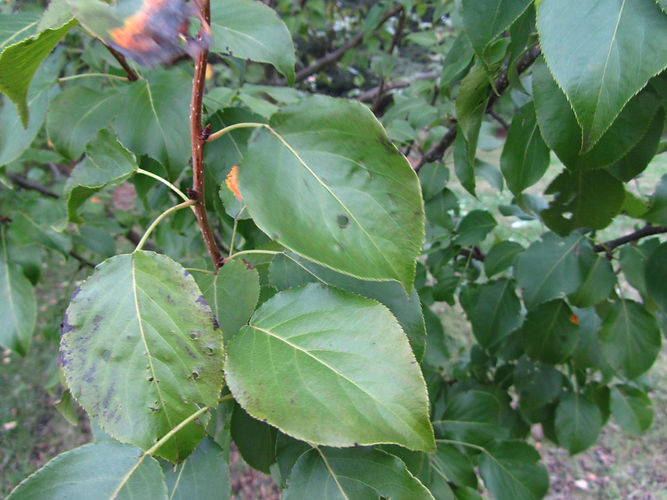 IMG_2203 (Populus tremuloides).jpg