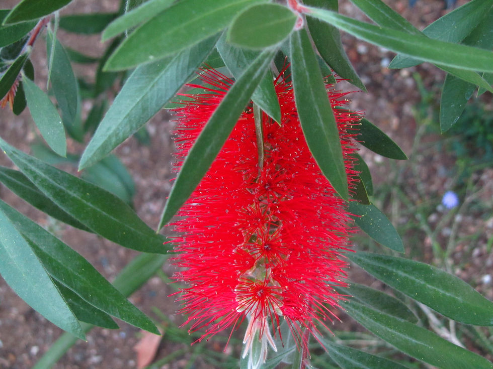 Melaleuca comboynensis