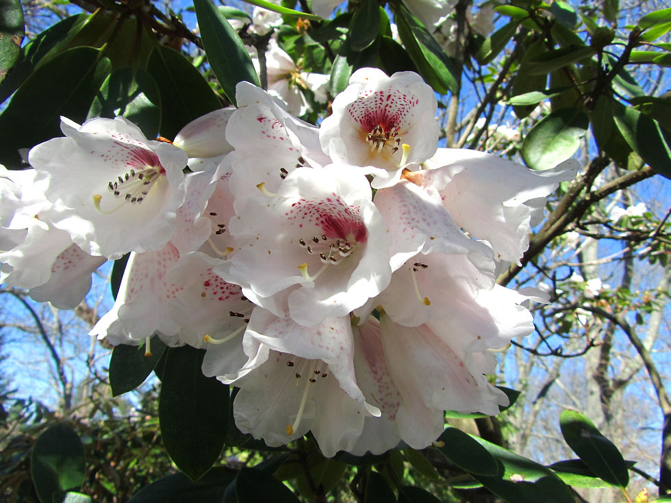 Rhododendron praevernum