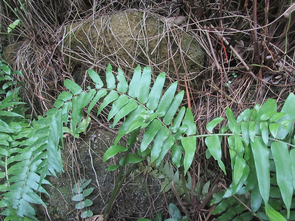 Nephrolepis biserrata
