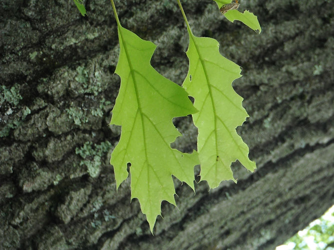 IMG_2203 (Populus tremuloides).jpg