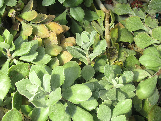 IMG_2203 (Populus tremuloides).jpg