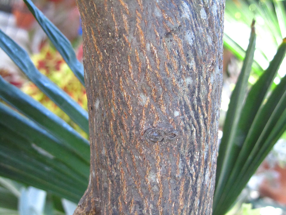 Citrus japonica