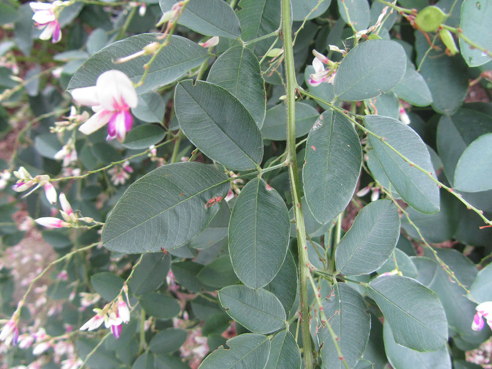 Lespedeza bicolor