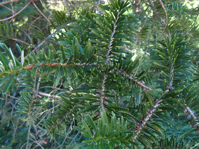 IMG_2203 (Populus tremuloides).jpg