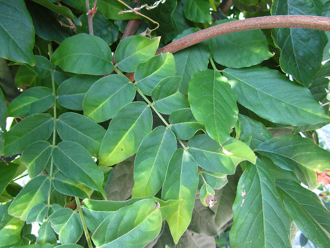 IMG_2203 (Populus tremuloides).jpg