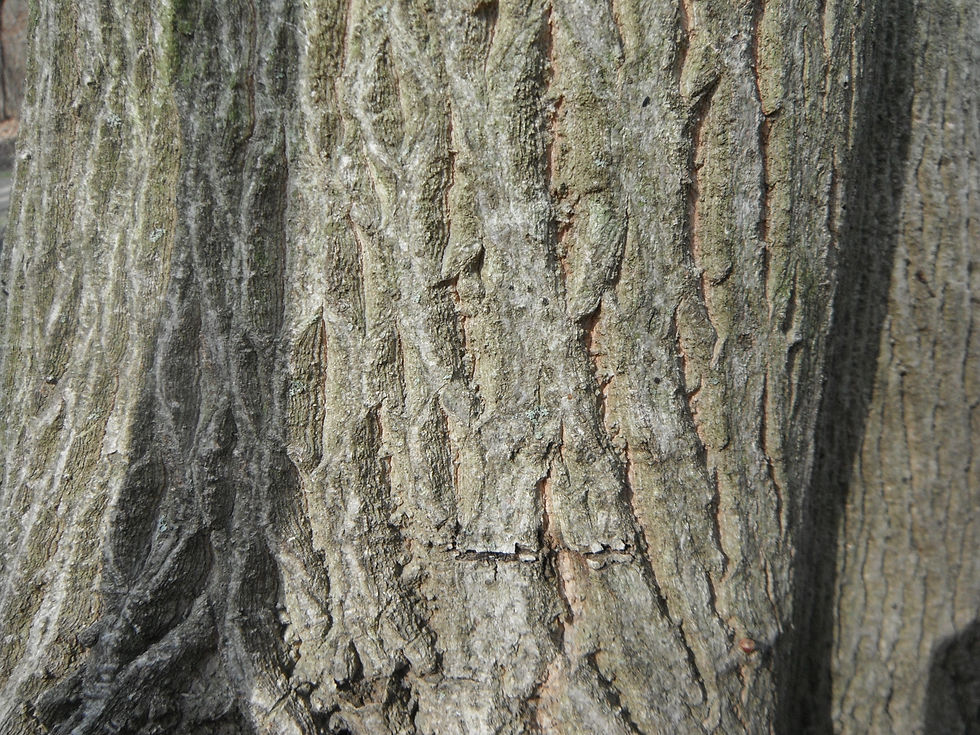 Cornus controversa