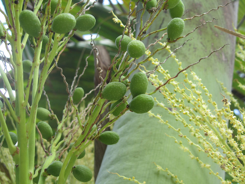 Hyophorbe lagenicaulis
