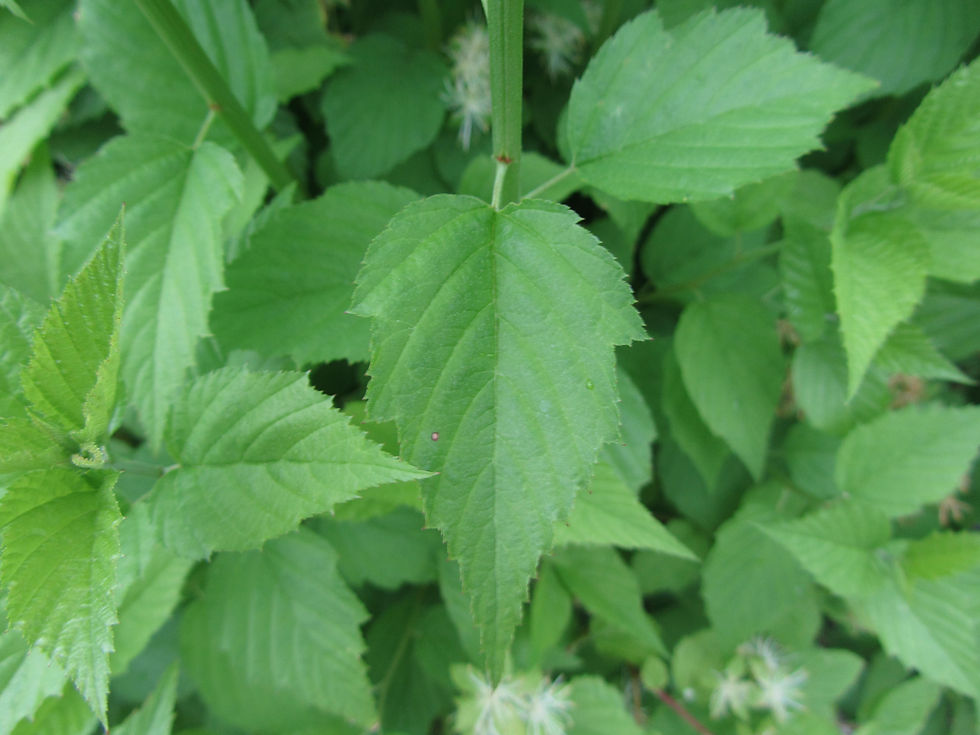 Neviusia alabamensis