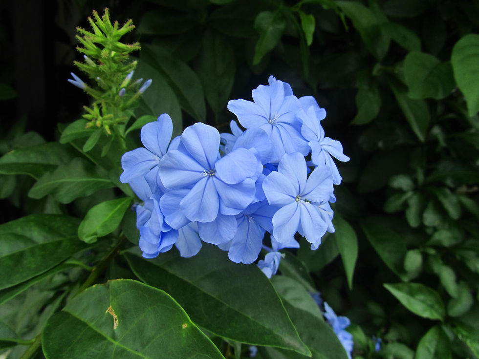 Plumbago auriculata
