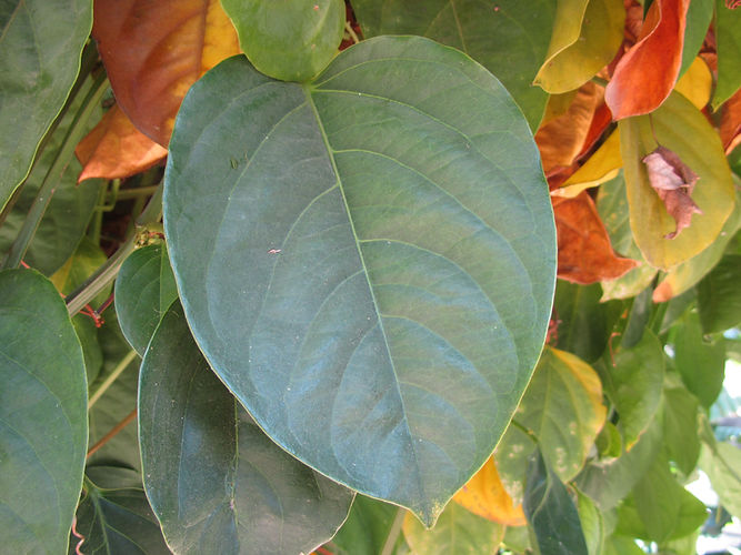 IMG_2203 (Populus tremuloides).jpg
