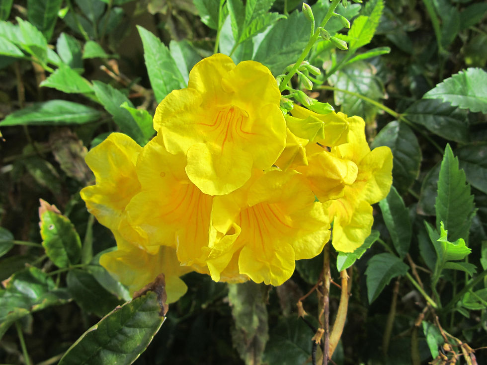 Tecoma stans