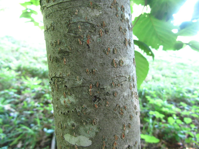 IMG_2203 (Populus tremuloides).jpg