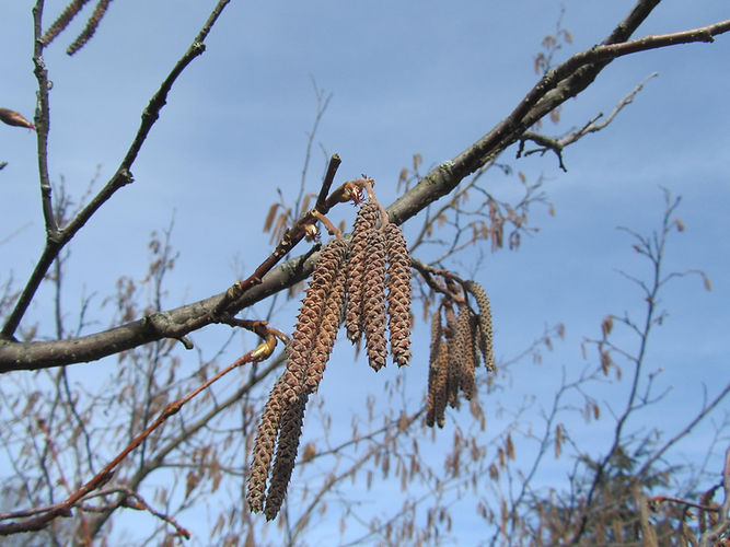 IMG_2203 (Populus tremuloides).jpg