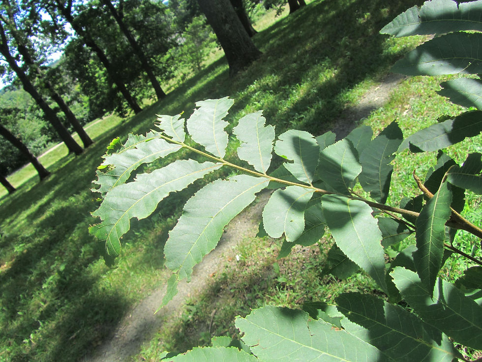 Carya illinoinensis