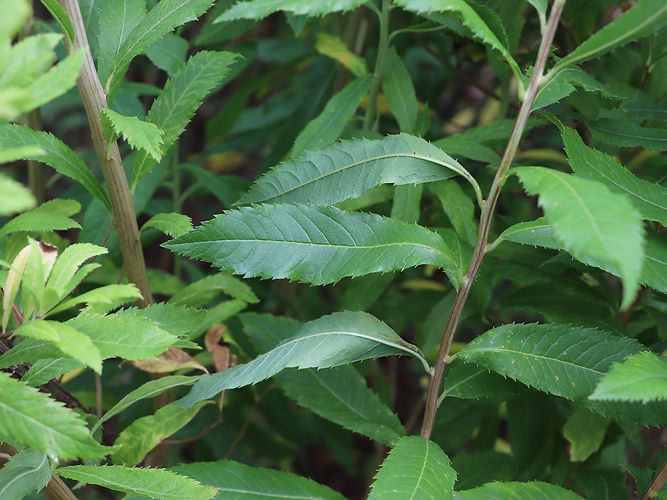 IMG_2203 (Populus tremuloides).jpg