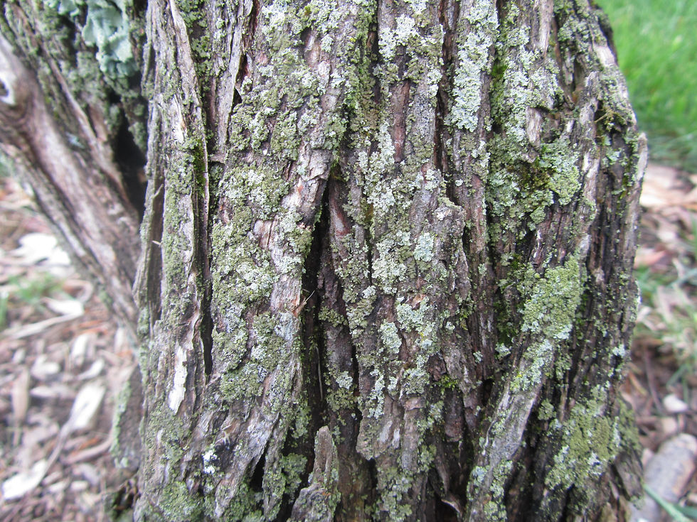 Xanthoceras sorbifolium