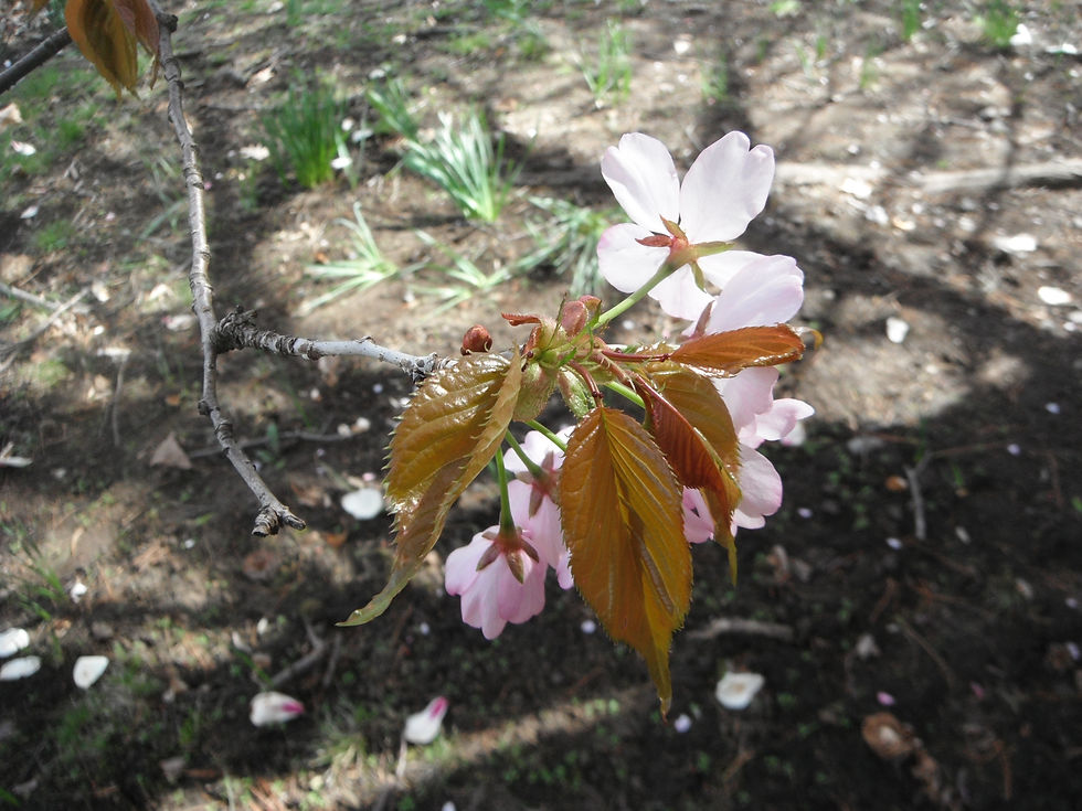 Prunus sargentii