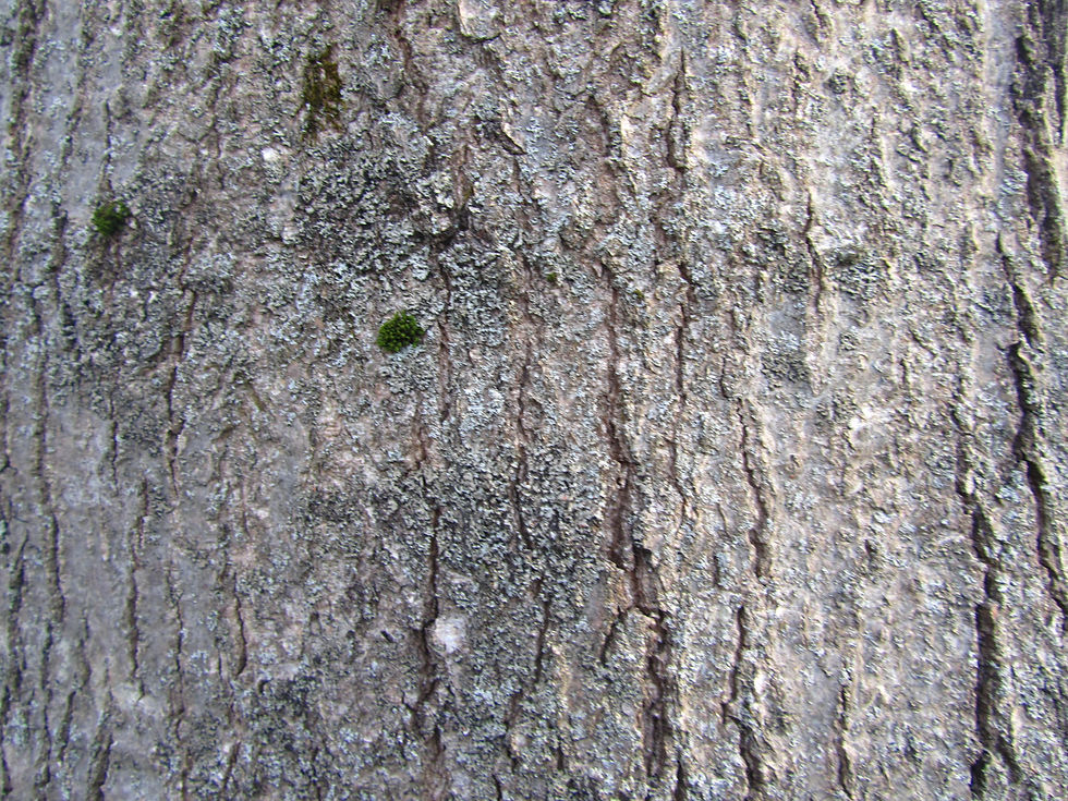 Quercus shumardii