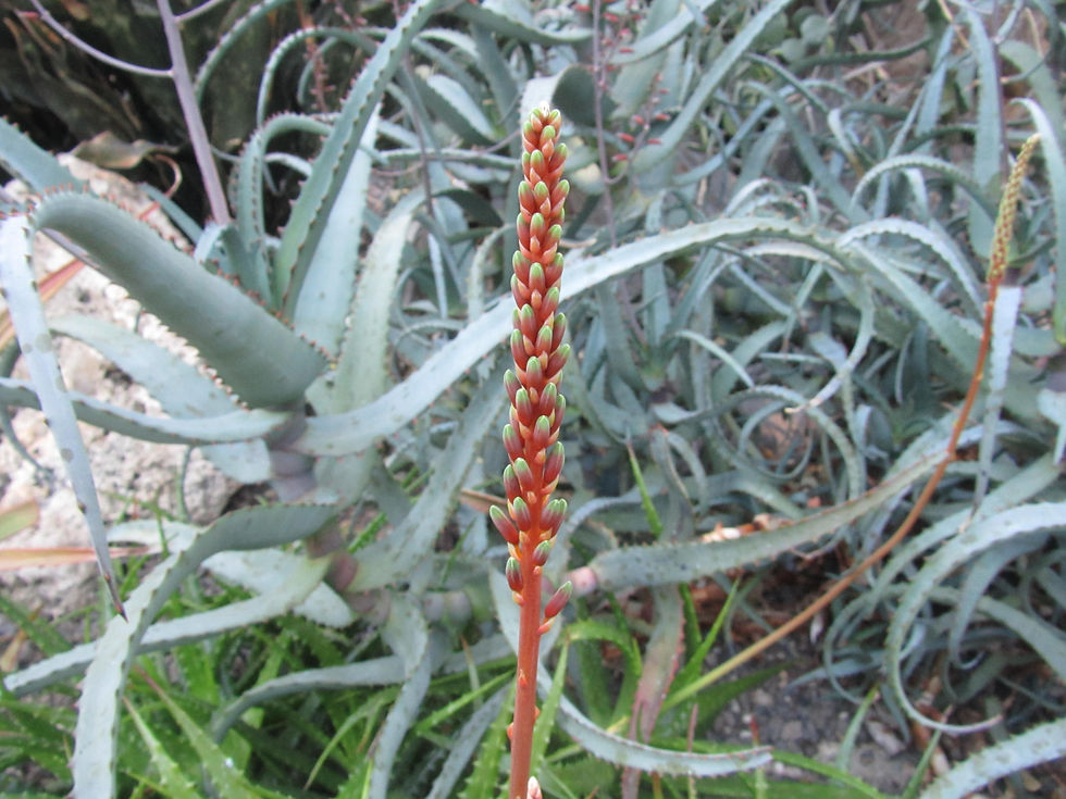 Aloe dorotheae