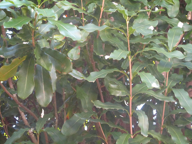 IMG_2203 (Populus tremuloides).jpg