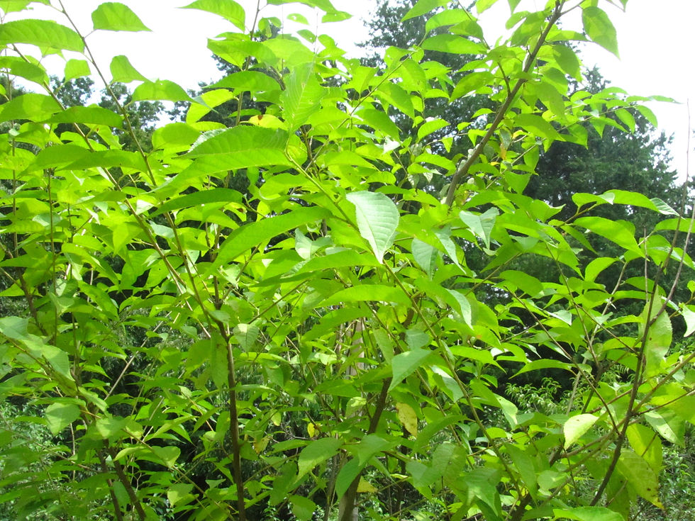 Prunus cerasoides