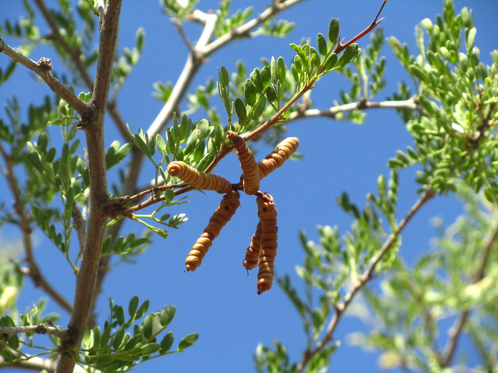 Prosopis pubescens