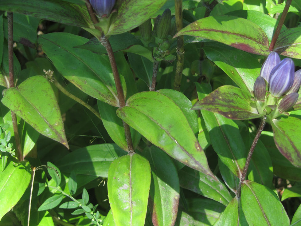 Gentiana clausa