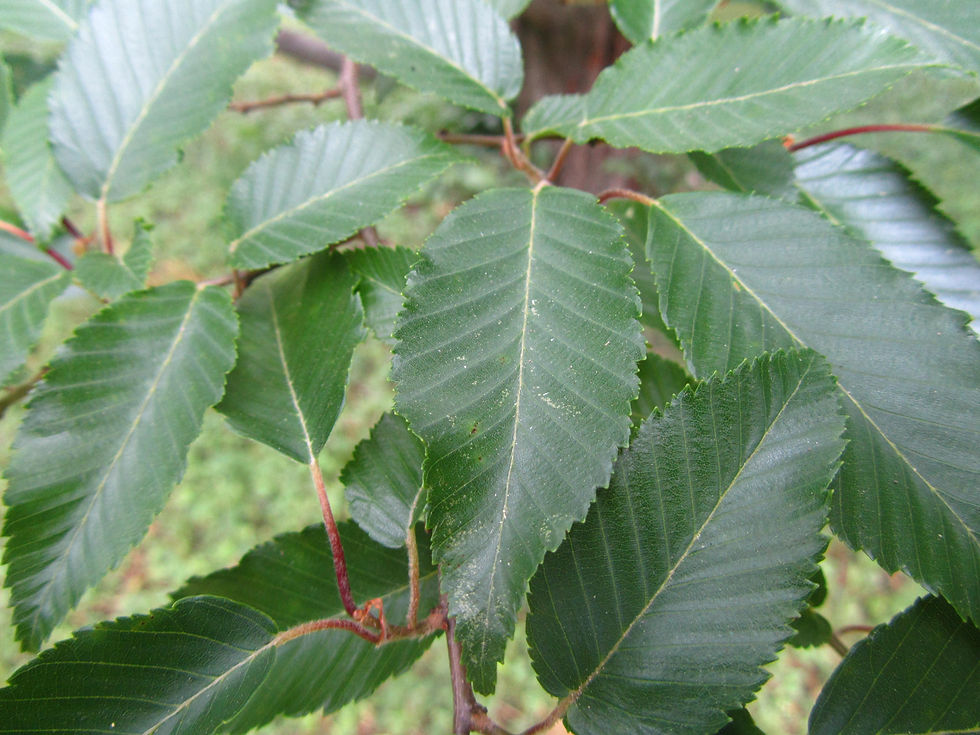 Carpinus fargesiana