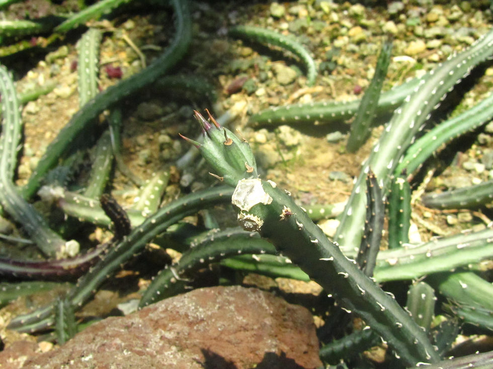 Kleinia stapeliiformis